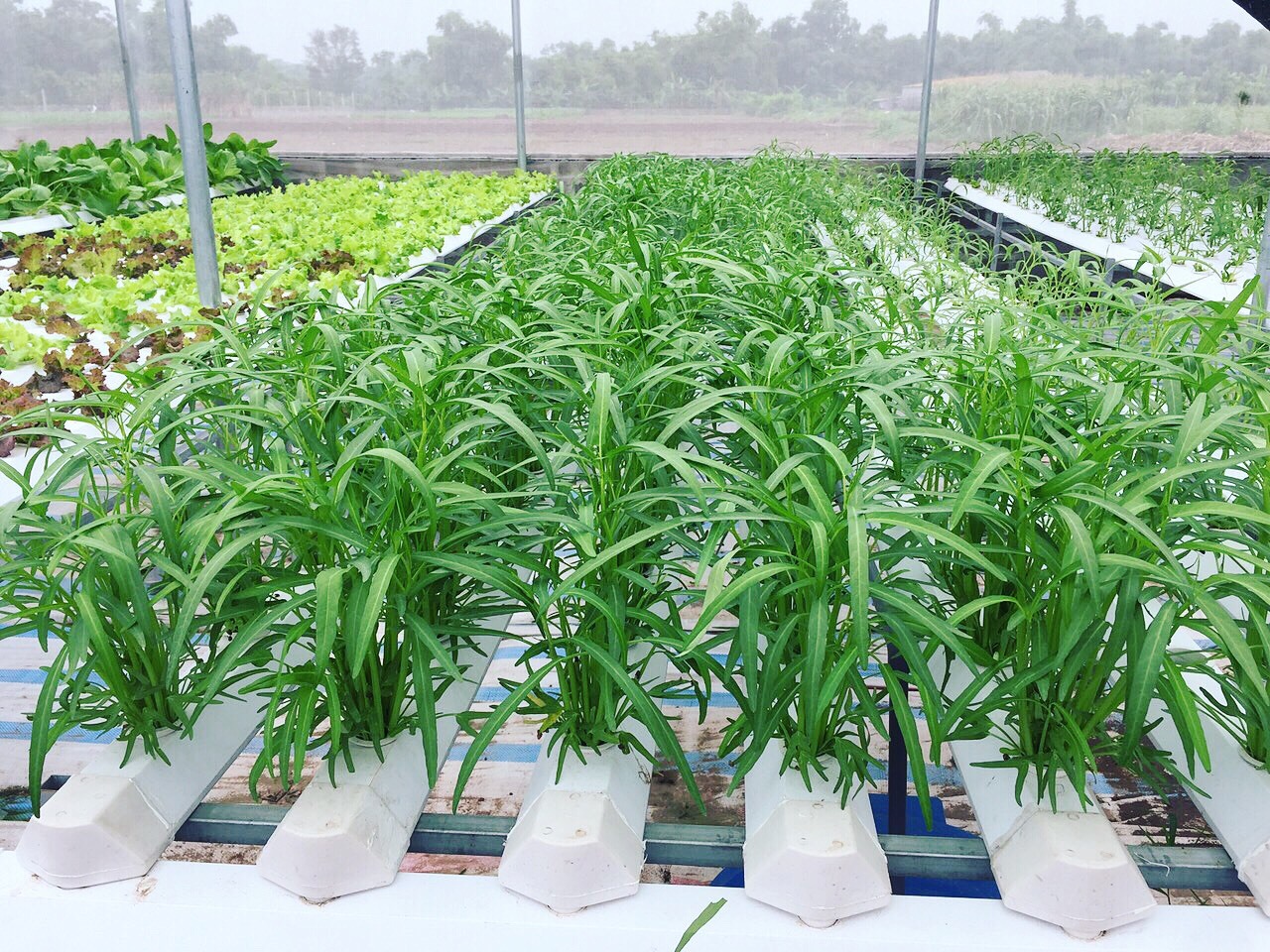 Cử nhân về quê sống nhờ 200m2 vườn, ngày ngày bán rau khắp Hà Nội-2