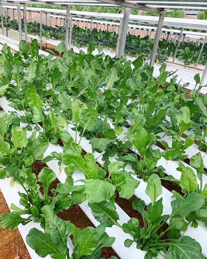 Cử nhân về quê sống nhờ 200m2 vườn, ngày ngày bán rau khắp Hà Nội-3