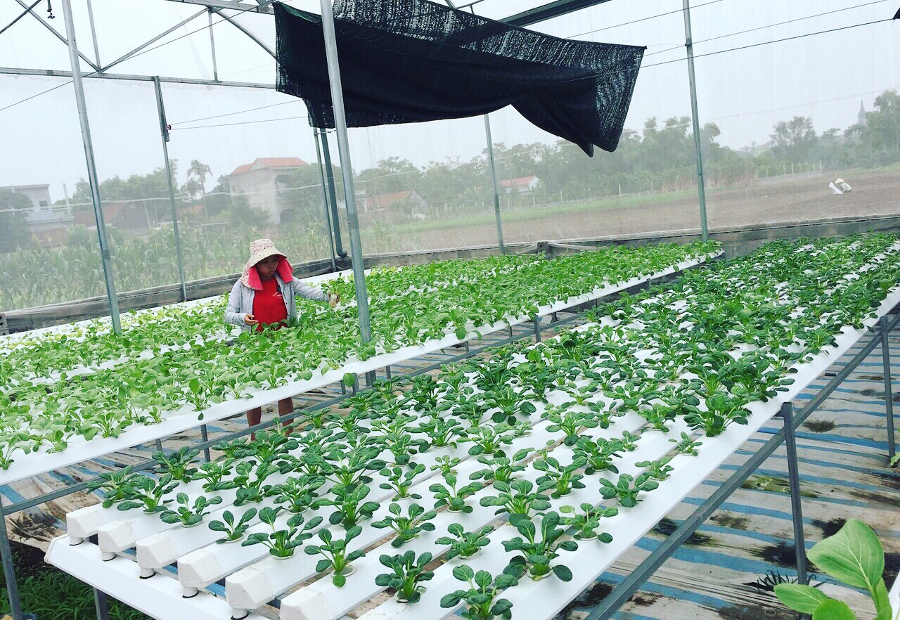 Cử nhân về quê sống nhờ 200m2 vườn, ngày ngày bán rau khắp Hà Nội-5