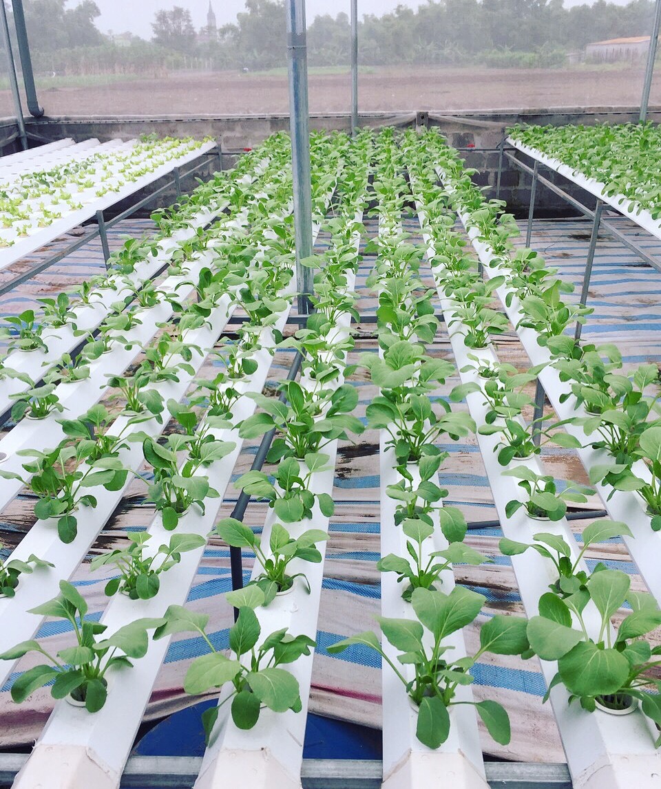Cử nhân về quê sống nhờ 200m2 vườn, ngày ngày bán rau khắp Hà Nội-6