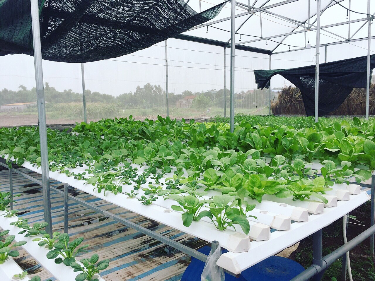 Cử nhân về quê sống nhờ 200m2 vườn, ngày ngày bán rau khắp Hà Nội-7