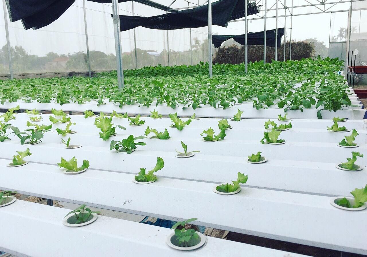 Cử nhân về quê sống nhờ 200m2 vườn, ngày ngày bán rau khắp Hà Nội-1