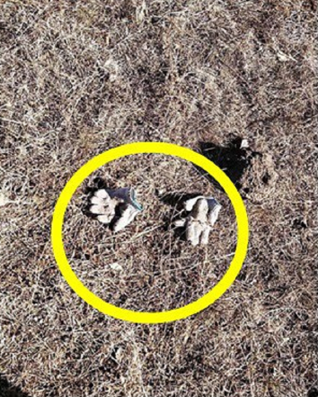 Phát hiện ngôi mộ của em gái 18 tuổi bị bới tung, cặp vợ chồng vội vàng báo cảnh sát và phát hiện sự thật rợn tóc gáy-2