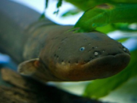 Video: 'Hung thần sông Amazon' phóng điện khiến cá sấu khiếp đảm