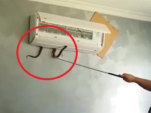 Rắn chui vào máy điều hoà để tránh nóng