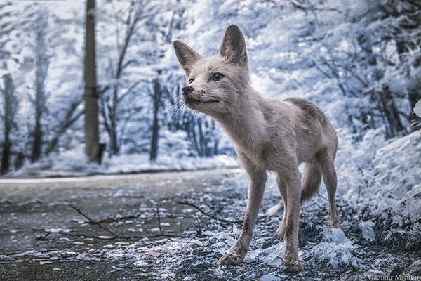 Từ vùng đất ma không ai dám bén mảng, nhà máy điện hạt nhân Chernobyl bỗng hóa xứ sở thần tiên đẹp lịm tim qua lăng kính của nhiếp ảnh gia-7