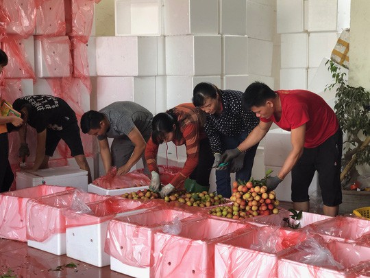 Ngay tại Bắc Giang, vải tươi loại 1 mua tại vườn đã 70.000 đồng/kg!-2