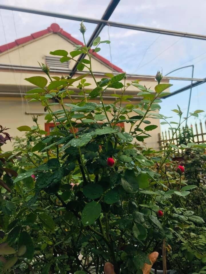 Sân thượng nhỏ chứa cả trăm gốc hồng đẹp mê hoặc của mẹ ba con ở Hà Nội-2