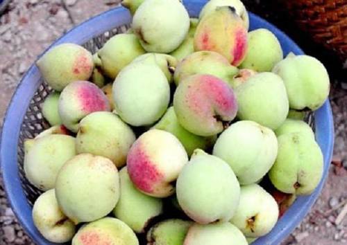 Những món ngon khiến du khách muốn ăn sập Sapa-1