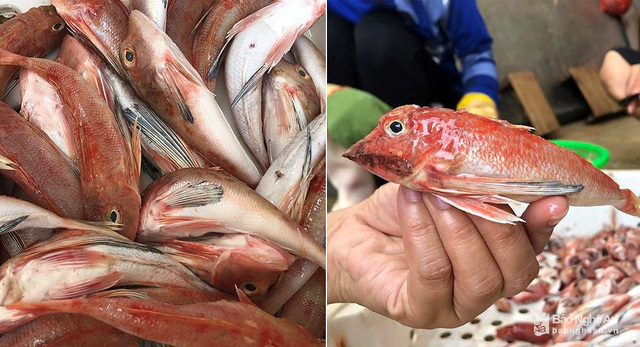 Thực hư đặc sản cá đùi gà 1 nắng Nghệ An làm giả từ cá nóc?-1