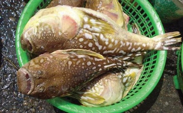 Thực hư đặc sản cá đùi gà 1 nắng Nghệ An làm giả từ cá nóc?-2