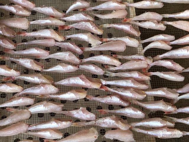 Thực hư đặc sản cá đùi gà 1 nắng Nghệ An làm giả từ cá nóc?-4