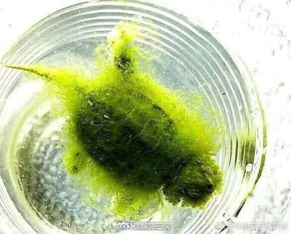 Chàng trai nhờ bạn gái chăm sóc rùa cưng vì bận đi công tác và cái kết bàng hoàng, dân mạng chỉ hỏi đúng một câu-1