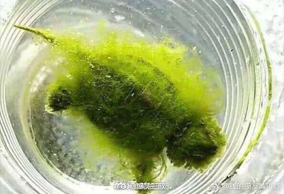 Chàng trai nhờ bạn gái chăm sóc rùa cưng vì bận đi công tác và cái kết bàng hoàng, dân mạng chỉ hỏi đúng một câu-2