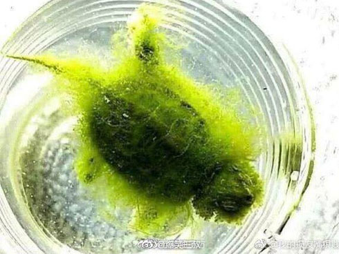 Cô gái mua con Vích giá 20 triệu đồng định về làm thịt nhưng cuối cùng đổi ý mang thả phóng sinh, nào ngờ trùng hợp trúng luôn 100 triệu trong cùng một ngày-4