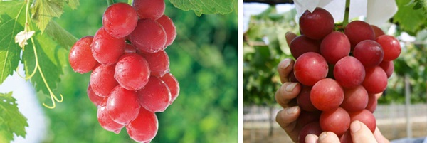 Những loại trái cây giá trên trời, gấp cả trăm lần quả vải thiều Shintomi 240.000 đồng/quả, có loại cả trăm triệu đồng-8