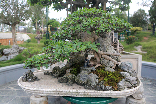 Mê mẩn ngắm cụ” si tai chuột đẹp nhất Việt Nam, giá 300 triệu-1