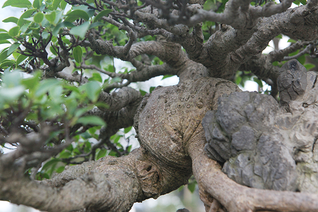 Mê mẩn ngắm cụ” si tai chuột đẹp nhất Việt Nam, giá 300 triệu-9