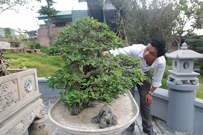 Mê mẩn ngắm cụ” si tai chuột đẹp nhất Việt Nam, giá 300 triệu-15