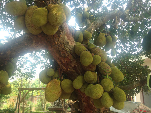 Cây mít gần trăm tuổi cho hơn trăm quả, có 1 không 2 đất Hà Nội-1