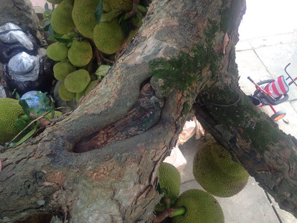 Cây mít gần trăm tuổi cho hơn trăm quả, có 1 không 2 đất Hà Nội-6