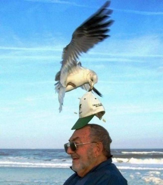 Những khoảnh khắc lớ ngớ lại vớ được ảnh... cười-6