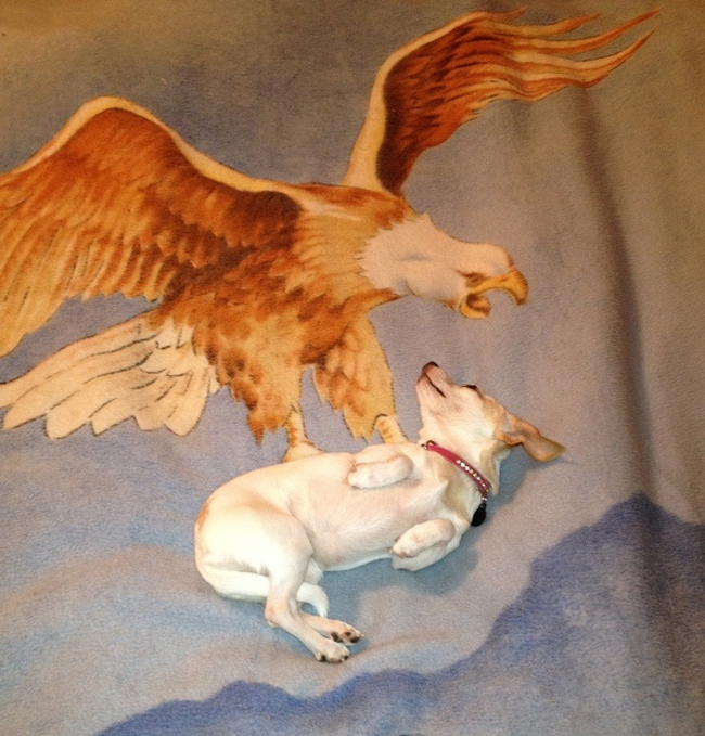 Những khoảnh khắc lớ ngớ lại vớ được ảnh... cười-7