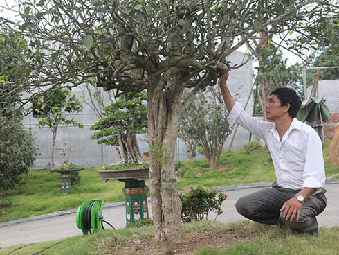 Cây bạch chỉ, duối cổ trị giá gần chục tỷ có gì độc đáo?-6