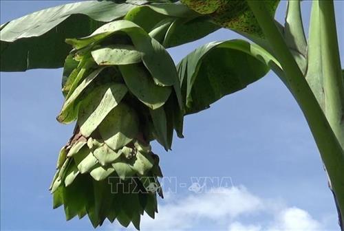 Loài chuối kỳ lạ, không chịu đẻ con, toàn thân đều là thuốc-1