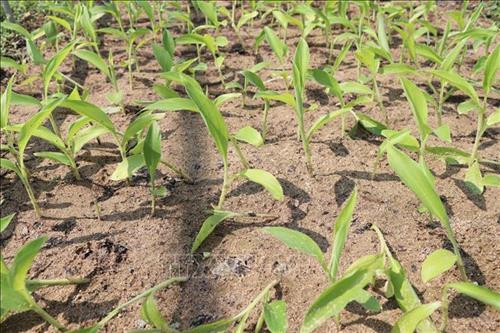 Loài chuối kỳ lạ, không chịu đẻ con, toàn thân đều là thuốc-3