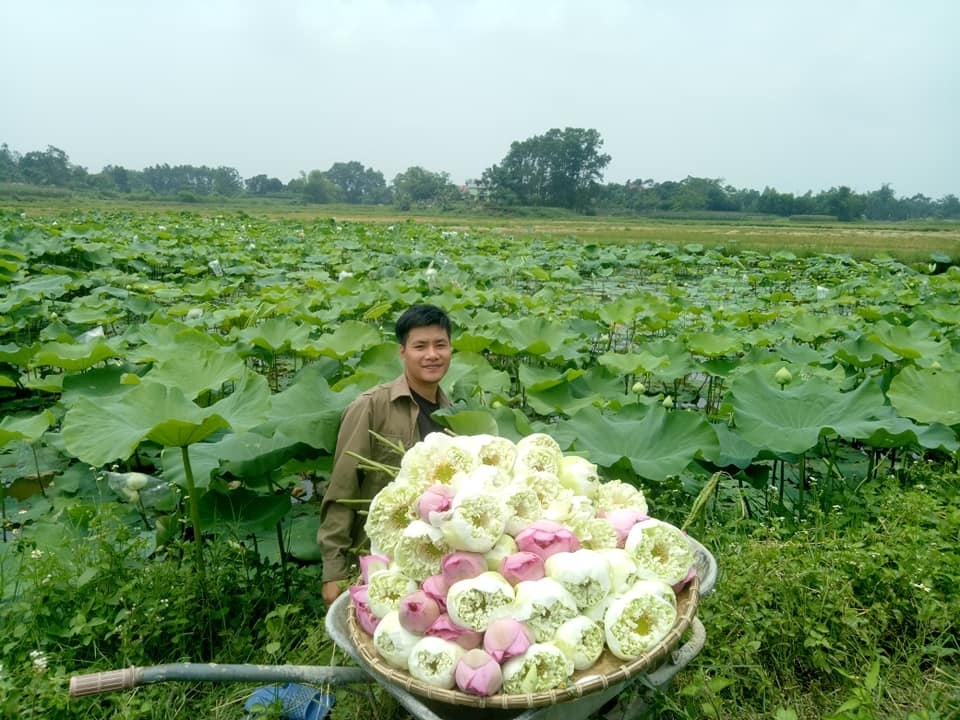 Đam mê trồng chè, ướp sen, cử nhân báo chí rời phố về quê lập nghiệp-3