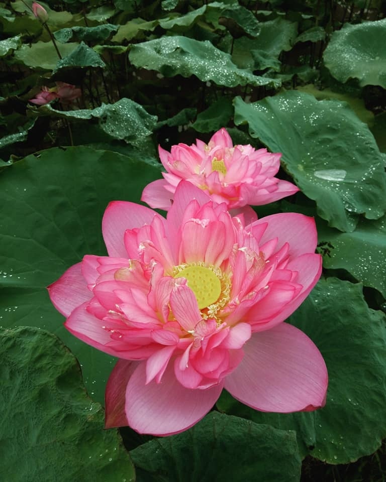 Đam mê trồng chè, ướp sen, cử nhân báo chí rời phố về quê lập nghiệp-6