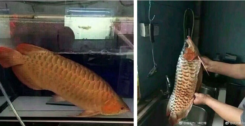 Lần đầu về ra mắt nhà bạn gái, chàng trai trổ tài nấu nướng nhưng ai cũng hỏi chia tay chưa khi thấy nguyên liệu-2