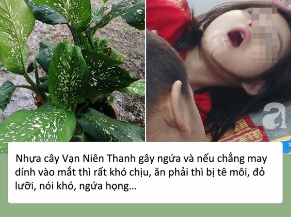 Bé gái 4 tuổi bị co giật, sưng môi, nguy hiểm tính mạng vì cắn phải lá của loại cây mà hầu như nhà nào cũng trồng trong nhà-2