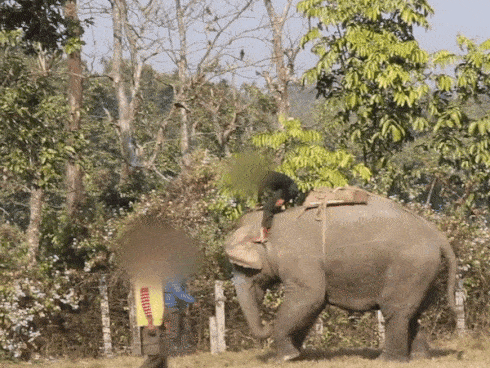 Con voi bị đánh đập suốt 12 năm vẫn phải đi khắp nơi diễn xiếc-1
