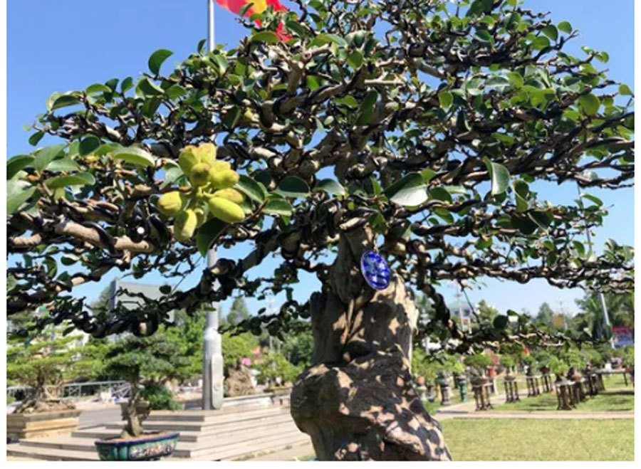 Cây bạch chỉ, duối cổ trị giá gần chục tỷ có gì độc đáo?-5