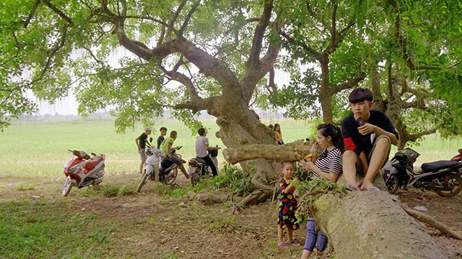 Bí ẩn ngôi mộ cổ nằm giữa quần thể lộc vừng hơn 1.000 năm tuổi-4