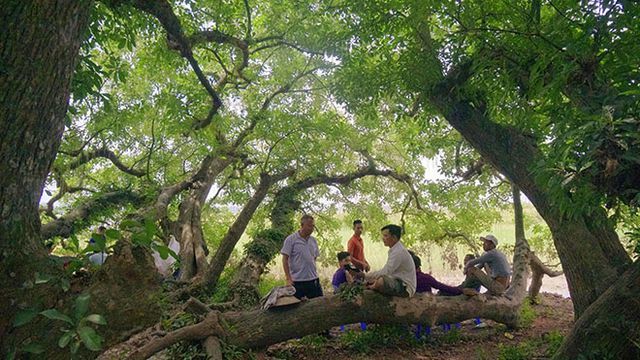 Gò lộc vừng ngàn năm tuổi độc nhất vô nhị ở Việt Nam-4