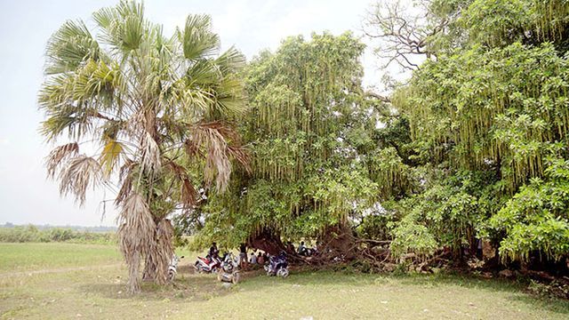 Gò lộc vừng ngàn năm tuổi độc nhất vô nhị ở Việt Nam-5