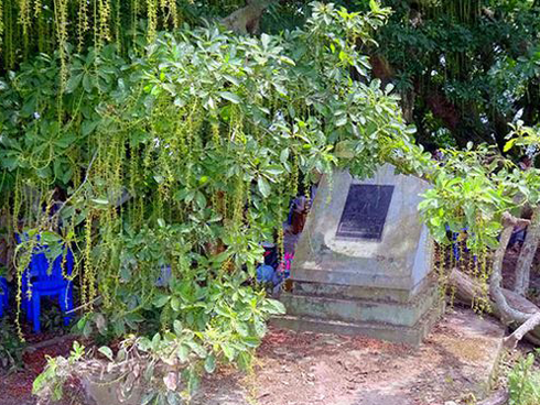 Gò lộc vừng ngàn năm tuổi độc nhất vô nhị ở Việt Nam