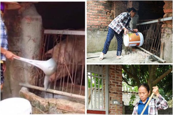 Xôn xao hình ảnh Bà Tân Vlog dùng 1 chiếc muôi vừa cho lợn ăn, vừa nấu những món siêu to khổng lồ-2