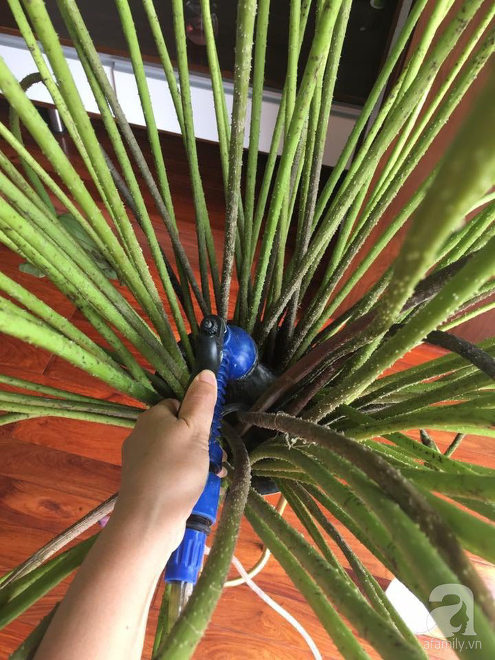 Níu giữ hương mùa hạ với những bình hoa sen đẹp dịu dàng trong tổ ấm của 3 người phụ nữ đảm ở Hà Nội-14