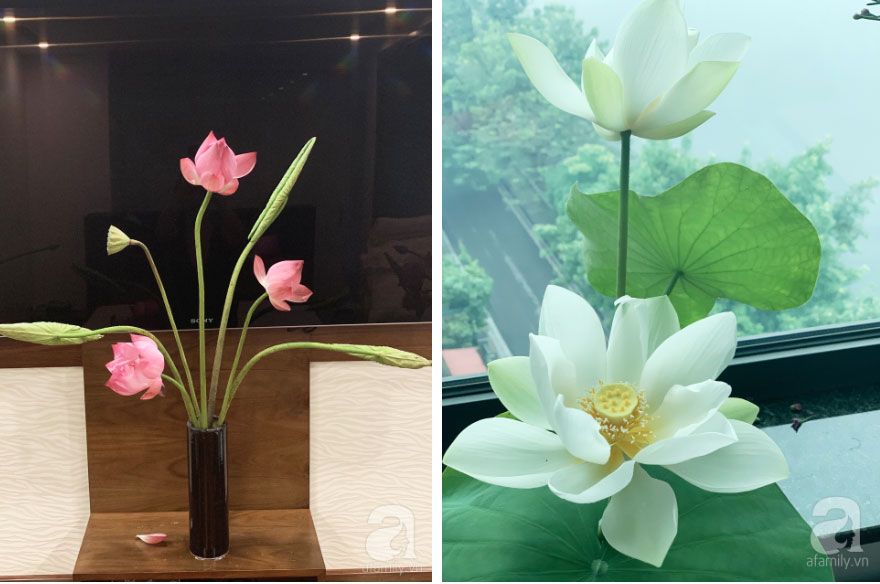 Níu giữ hương mùa hạ với những bình hoa sen đẹp dịu dàng trong tổ ấm của 3 người phụ nữ đảm ở Hà Nội-15