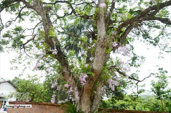 Vườn lan phi điệp tím cổ thụ tiền tỷ nghìn vòi bung nở ở Tuyên Quang-2