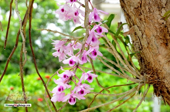 Vườn lan phi điệp tím cổ thụ tiền tỷ nghìn vòi bung nở ở Tuyên Quang-3