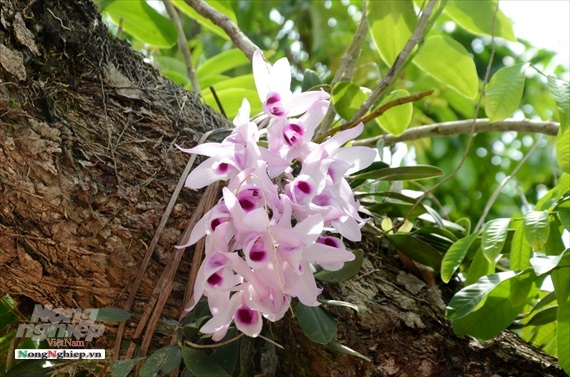 Vườn lan phi điệp tím cổ thụ tiền tỷ nghìn vòi bung nở ở Tuyên Quang-4