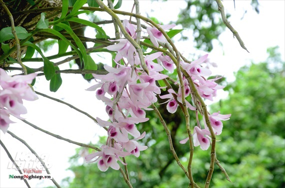 Vườn lan phi điệp tím cổ thụ tiền tỷ nghìn vòi bung nở ở Tuyên Quang-5