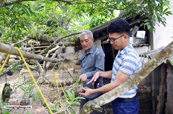 Vườn lan phi điệp tím cổ thụ tiền tỷ nghìn vòi bung nở ở Tuyên Quang-6