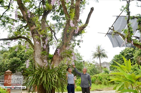 Vườn lan phi điệp tím cổ thụ tiền tỷ nghìn vòi bung nở ở Tuyên Quang-7