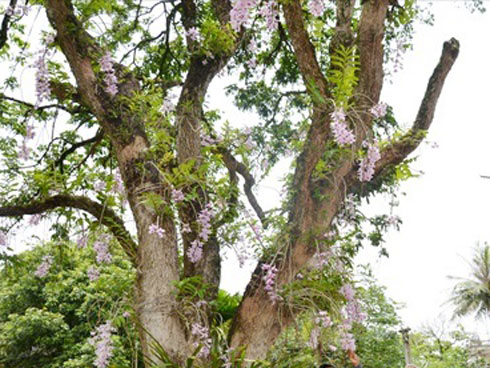 8X Lạng Sơn mê phong lan rừng: Kiếm trăm triệu từ 1 câu nhỡ mồm-6